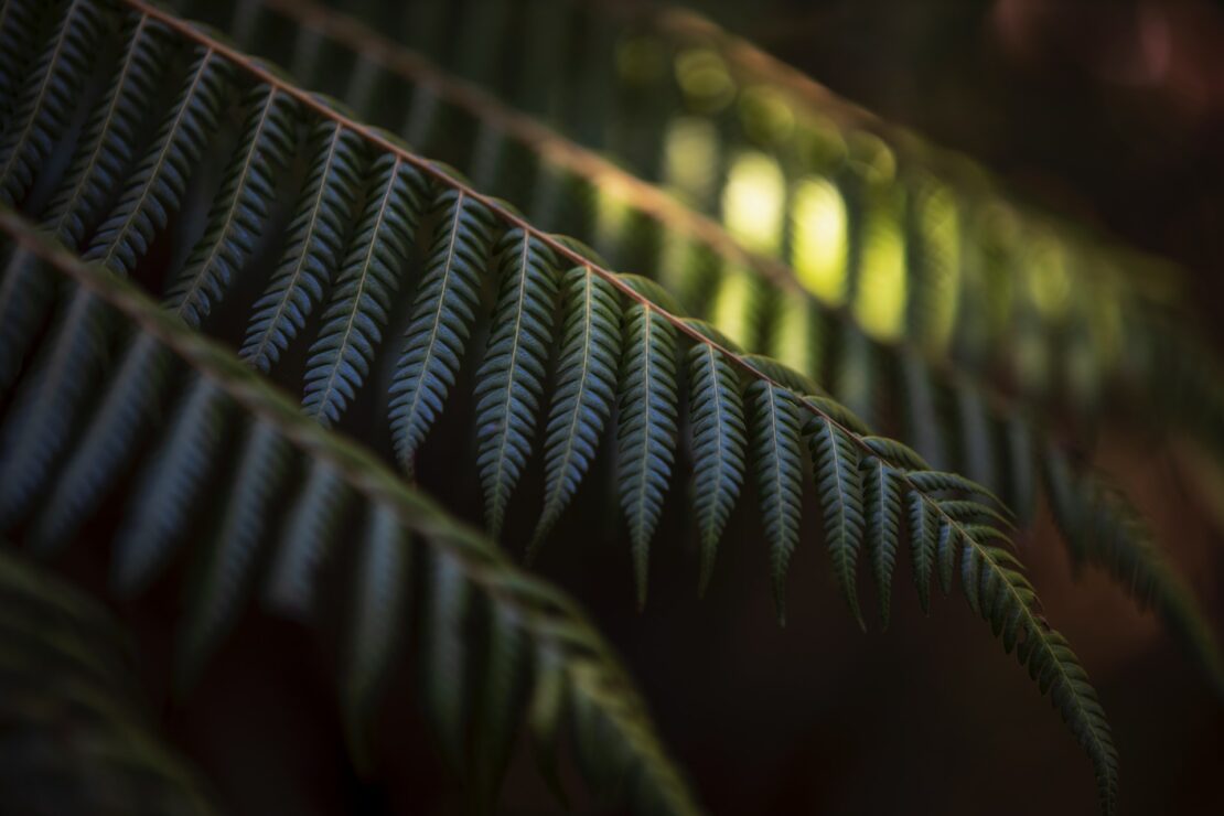 fern