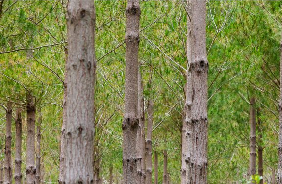 Kaingaroa Forest close up